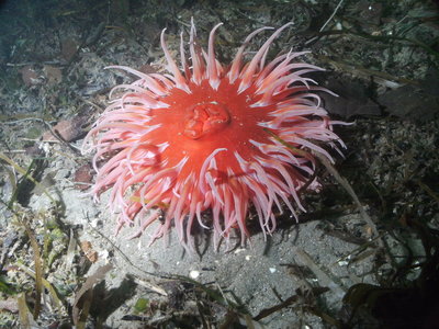 Was originally thinking fishing eating anemone (Urticina piscivora) or sand anemone (Urticina columbiana<br />)
