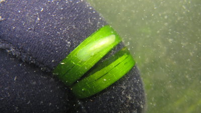 Green Flatworm Phylloplana viridis.JPG