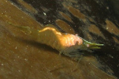pink parasitic flatworm stilleto shrimp (2).jpg