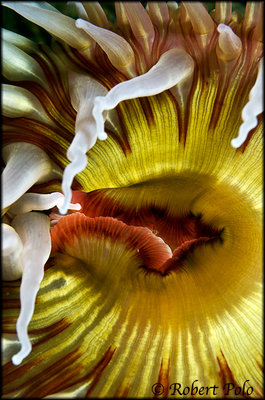 anemone092.jpg