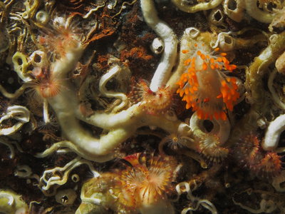 Cockrell Dorid and Tube Worms 1.JPG