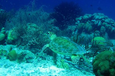 turtle on reef.jpg
