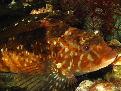 White Spotted Greenling and Eggs.JPG