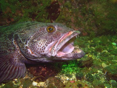 A little fish in Lingcod's mouth