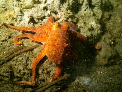 Red Octo at Mukilteo Lighthouse Park