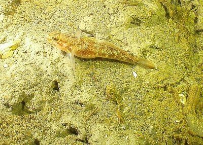 Goby 1