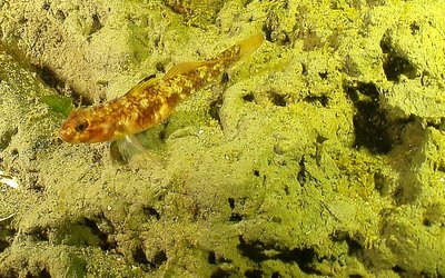 Goby 2