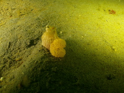 Striped Nudibranch releasing eggs