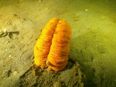Orange Sea Pen ambushed by Striped Nudibranchs (at the bottom)