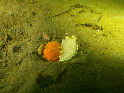 Orange Sea Pen ambushed by Striped Nudibranch and Dimondback Trytonia