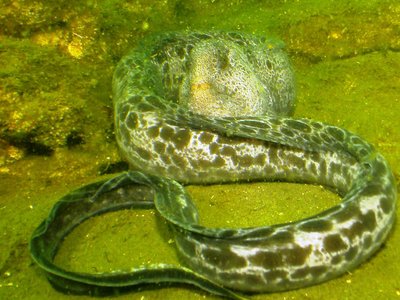 Mature Wolf Eel Male. See more gray coloration and rectangular shape of the head.