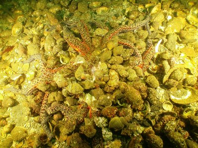 Star Wasting Syndrome - Sunflower Star consumed by Hermit Crabs