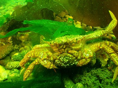 Helmet Crabs mating