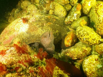 Juvenile Wolf Eel in a tire - more expected behavior