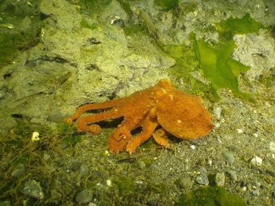 PICT5049-Red-Octo.JPG
