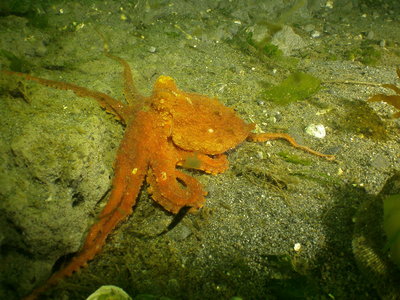 PICT5054-Red-Octo.JPG