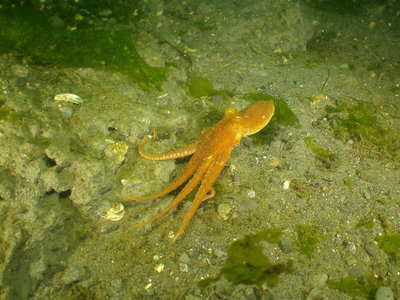 PICT5057-Red-Octo.JPG