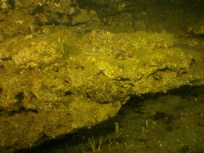 PICT1148-two-buffalo-sculpins-yellow-brown.JPG