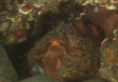 08 30 14 Octo in Cave (1 of 1).jpg