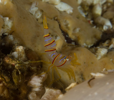 Candy Stripe Shrimp Closeup (1 of 1).jpg