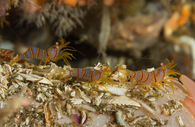 Three Candy Stripe Shrimps (1 of 1).jpg