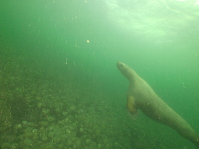 Steller Sea Lion female in the shallow