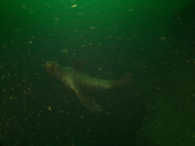 Steller Sea Lion female frontal at depths 90-80 feet