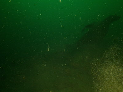 Steller Sea Lion female stiring silt at depths 90-80 feet
