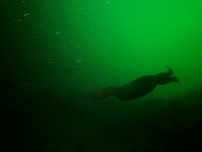 Steller Sea Lion female in depths 90-80 feet