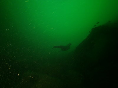Steller Sea Lion female in depts next to Black Rockfish that are 1.5 to 2 feet in length