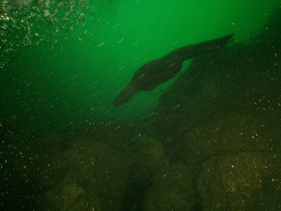 Steller Sea Lion female in depts 90-80 feet