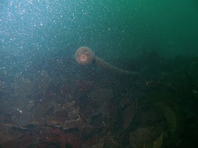 PICT1369-kelp-strange-face-monster.JPG