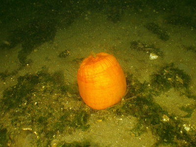 PICT5978-orange-plum-anemone-like-pumpkin.JPG