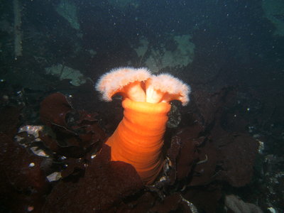 PICT1171-strange-split-plumous-anemone.JPG
