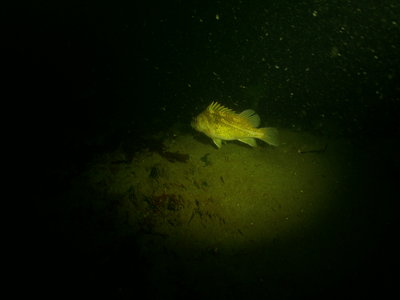 PICT3514-copper-rockfish-gravid.JPG