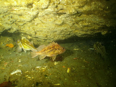 PICT3908-brown-&copper-rockfish-copper-gravid.JPG