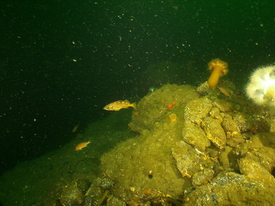 PICT4326-PS-&yellow-tail-rockfish-gravid.JPG