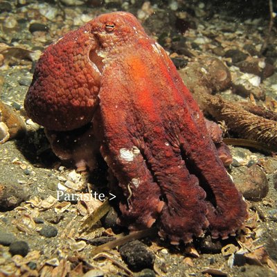 Red octo with parasite.jpg