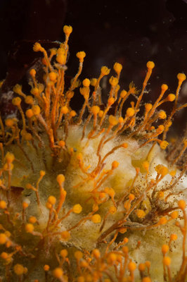 Hydroids.  If you look closely, you can find a seaflea (I didn't notice him til downloading!)