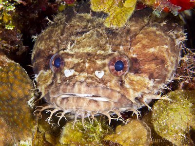 Brown Toadfish.jpg