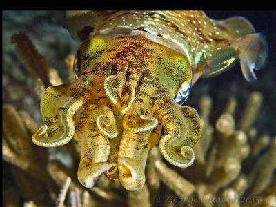 Caribbean Reef Squid 2.jpg