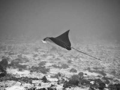 Spotted Eagle Ray.jpg
