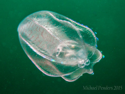 Comb Jelly (with a Gooseberry Jelly inside it?)