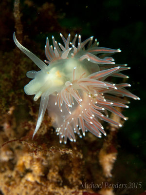Red Flabellina