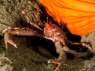 Squat Lobster