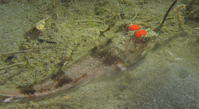 Roughback sculpin with strange red spots