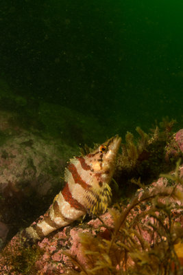 Kelp greenlings are still guarding eggs