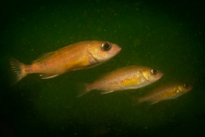 Puget Sound Rockfish trio