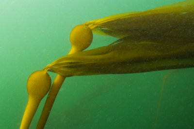 Bull kelp