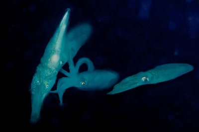 Mating squid at Redondo